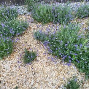 Garten Hackschnitzel rindenfrei 1000 Liter BigBag